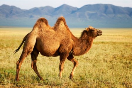 depositphotos_13277589-stock-photo-one-camel-in-mongolia.jpg